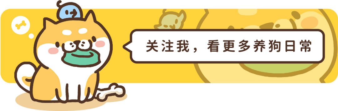 英国猎狐犬