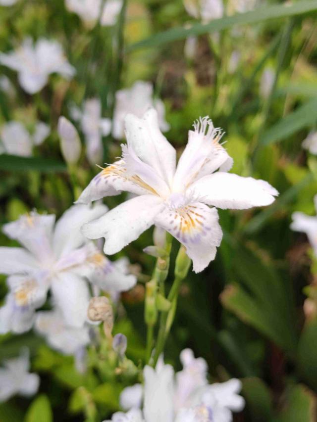 花卉名称