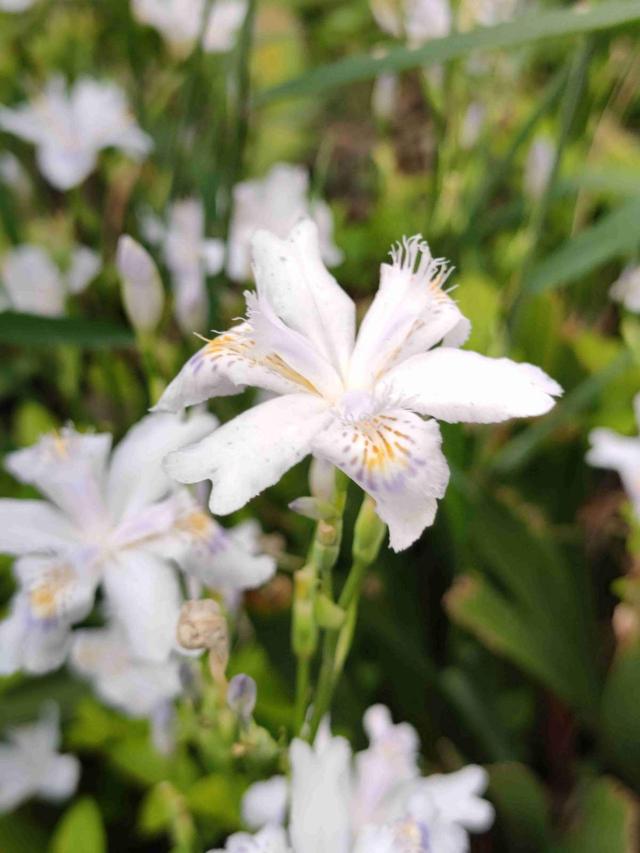 花名大全 名称，各种花的图鉴？