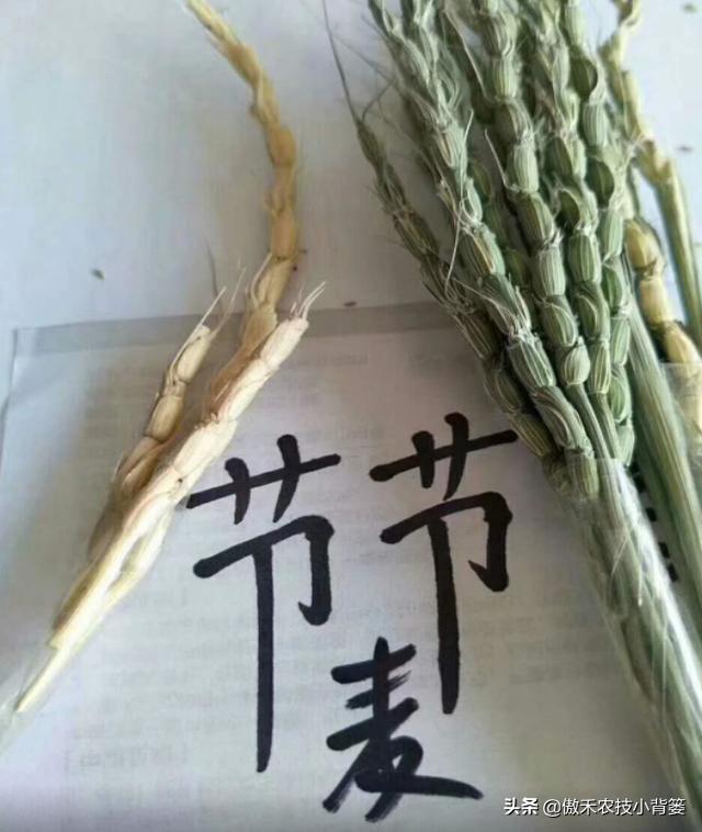 麦地里的节节麦杂草难防治？选对药物、找准时机、用对方法并不难6