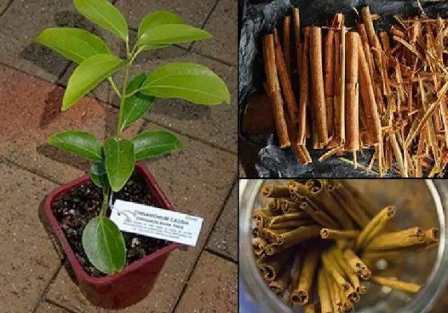 2,自己在家怎么做植物生根粉,在家自制天然的生根粉