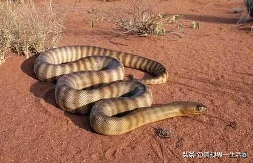 世界上最毒的蛇是什麼蛇 Kks資訊網