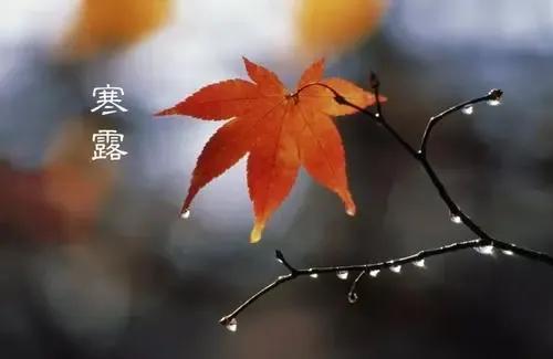 ￼ 寒露报天凉