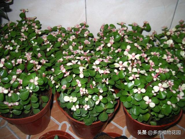 青州河沙洗砂机