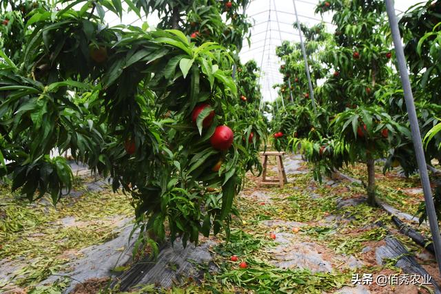 果园除草，农民选择什么样的除草剂，能够做到不伤树不伤根？