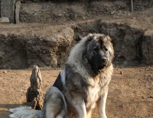 高加索犬图片，有着“战斗民族”之称的高加索犬（高加索犬图片）