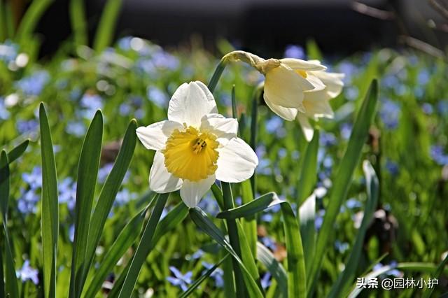 水仙花有毒吗可以在室内养吗