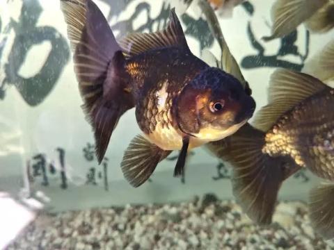 热带鱼鳞掉了一片