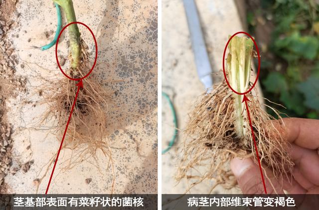 秋茬番茄“茎基腐病”难缠，植株频繁死棵咋办？本文很长但很实用3