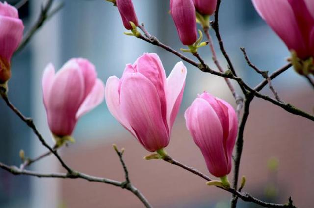 玉兰花花语