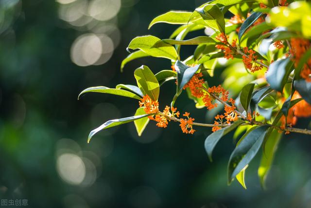 北方桂花树种植技术