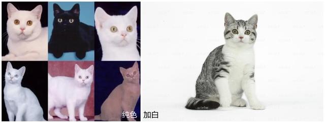 银虎斑猫