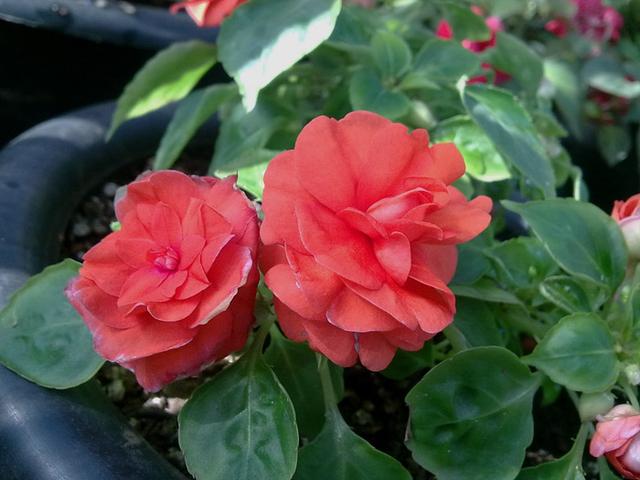 非洲凤仙花 非洲凤仙花（非洲凤仙花花期） 生活