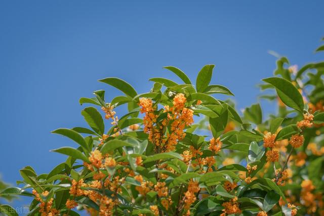 北方桂花树种植技术