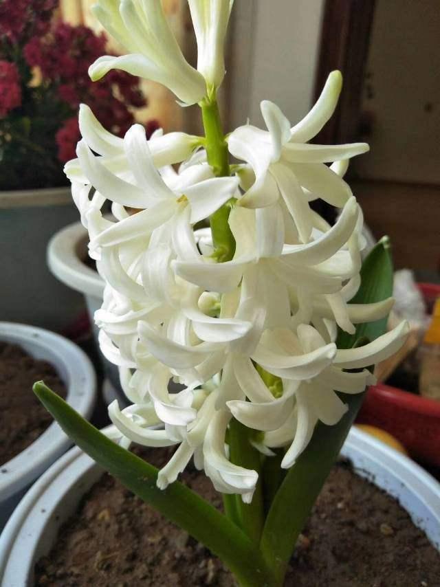 花卉名称