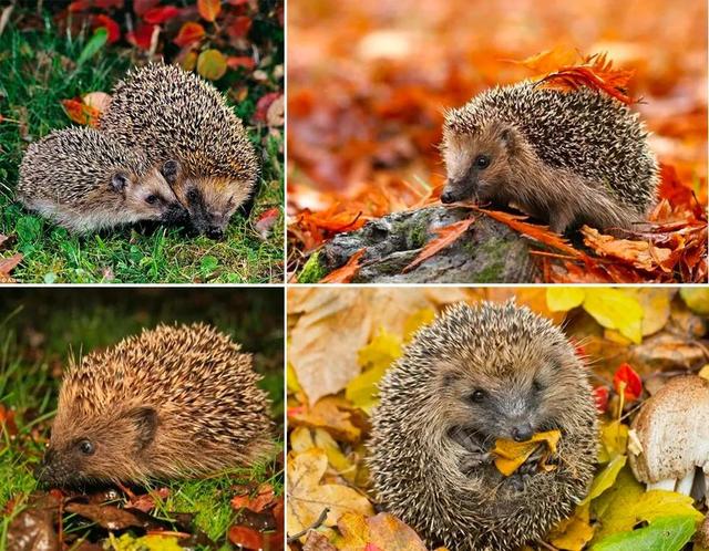 幼儿园美术小刺猬背果子教案(小刺猬摘果子美术教案)