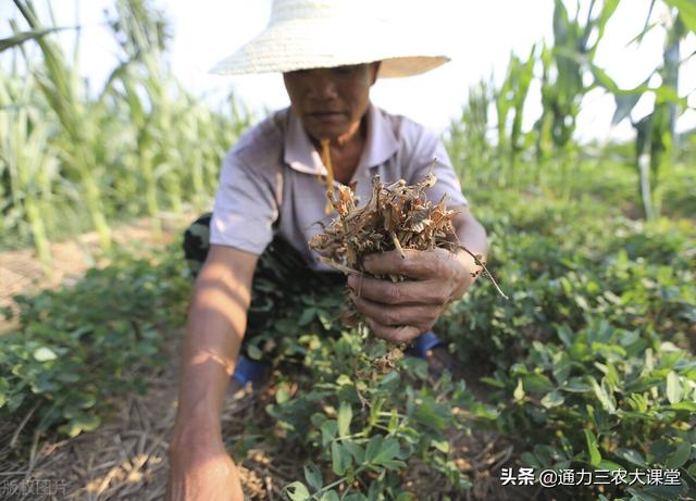 花生膨果慢黄叶病害多，只用一招轻松解决，叶面喷施快速防病增产4