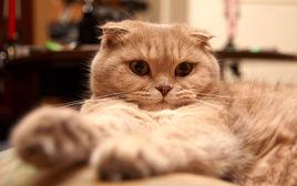 如何挑选一只适合自己养的猫（人生第一只自己的猫怎么选）(6)