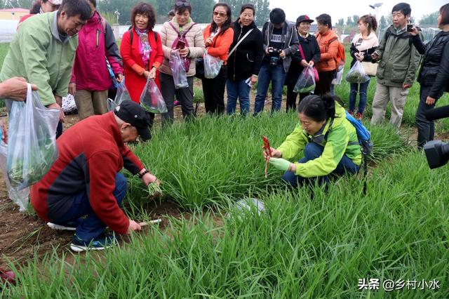 韭菜喜欢什么肥料？这3种肥料随便选，韭菜长得黑亮又粗壮2