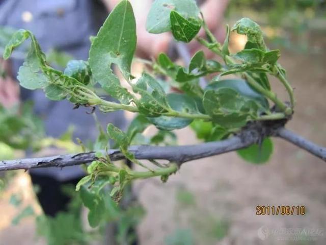 绿盲蝽的发生危害与常用防治药剂5