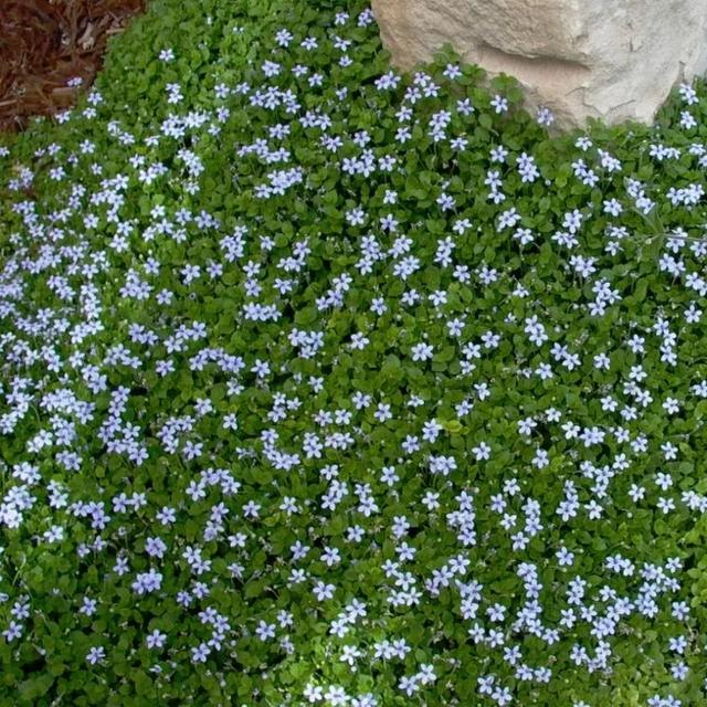 地被植物