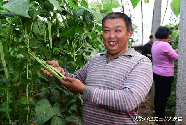 豆角忌追施什么肥料，豆角高产要重视3个时期追肥，花序多产量高4