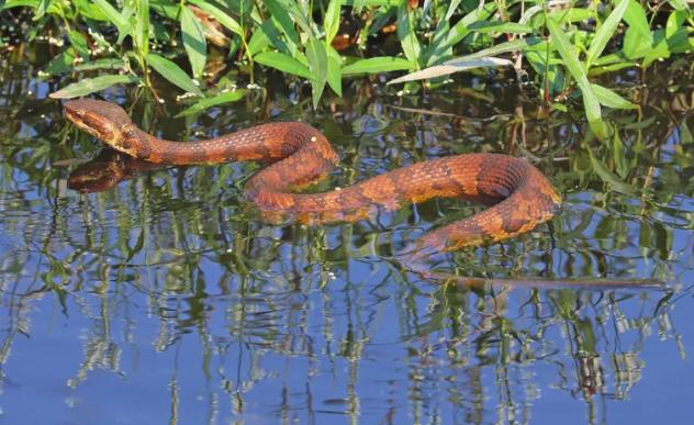 世界上最毒的蛇(世界上最毒的蛇十大排名)-天晟网