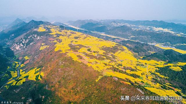 云南罗平油菜花