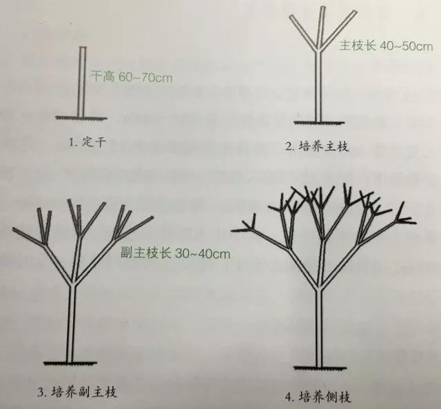 芒果树怎么修剪来年才能挂果高？你想要的答案来了2