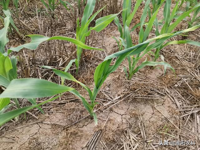 玉米除草剂药害，用这配方喷一遍，几天就能恢复生长