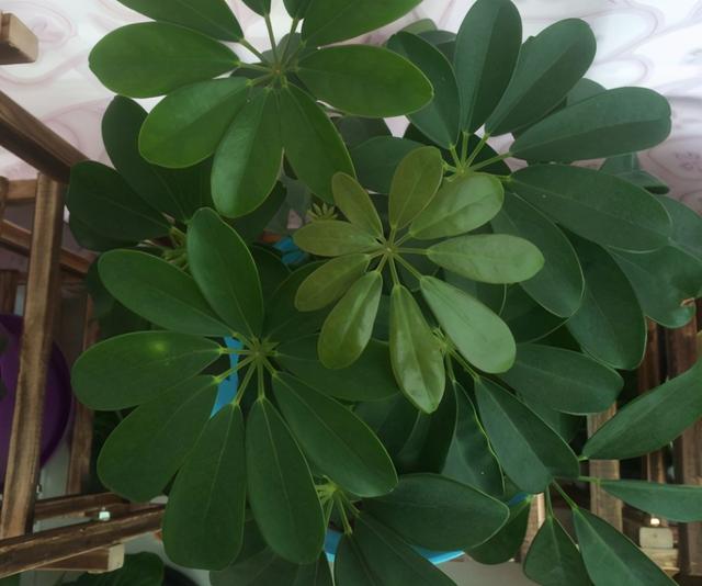 鹅掌柴 鹅掌柴（鹅掌柴种植密度） 生活