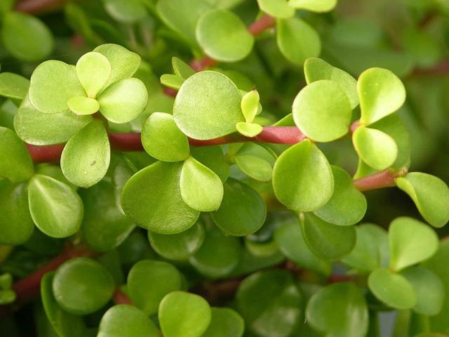 金枝玉叶植物 金枝玉叶植物（金枝玉叶植物寓意） 生活