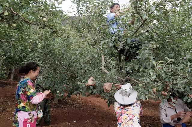 苹果树7到9月份用药方案介绍！收藏6