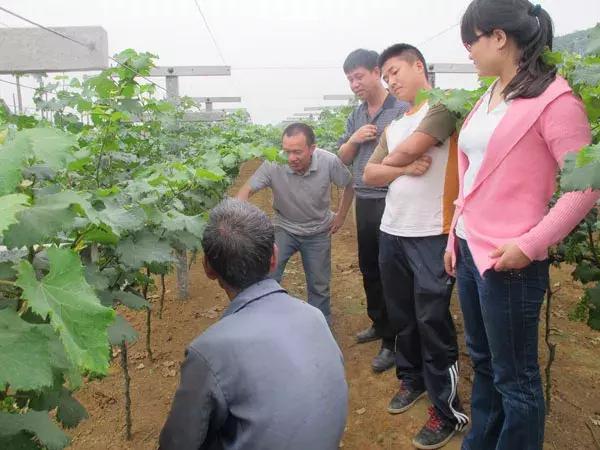 鲜食葡萄封穗期至采收期管理三要点4