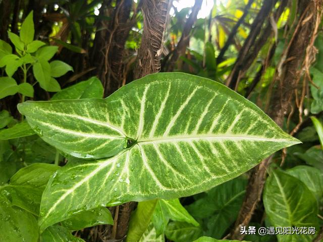 白蝴蝶合果芋