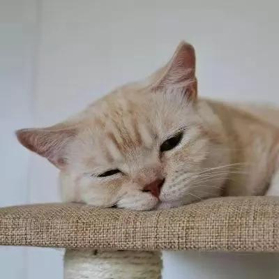 经常犯困，是得了不治之症吗？