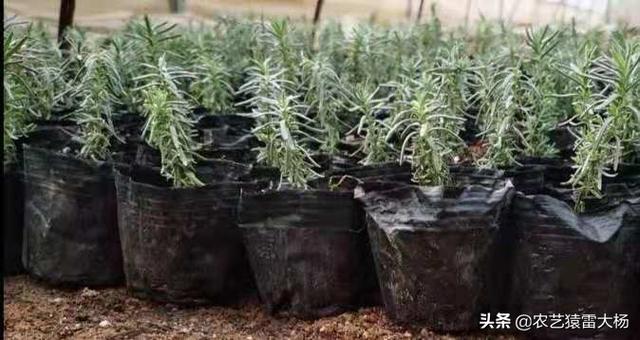 薰衣草种子