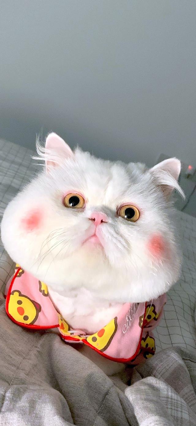 宠物壁纸(壁纸可爱宠物) 注册公司 第11张