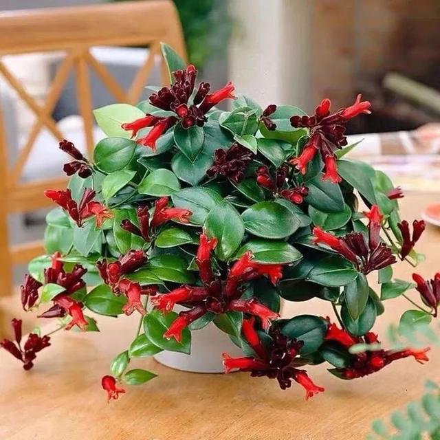 口红花 口红花（口红画画手绘图片） 生活