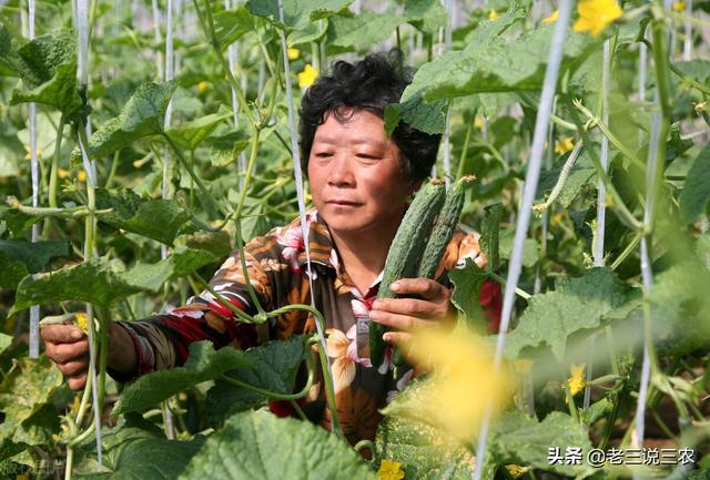 神奇！黄瓜原来还能这样种！不用农药，也能亩产1万斤，收入4万元12