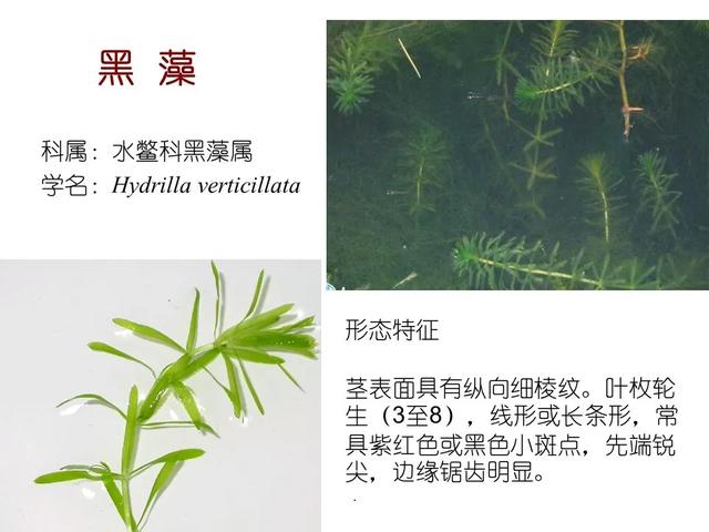水生植物种类 水生植物种类（水生植物100种） 生活