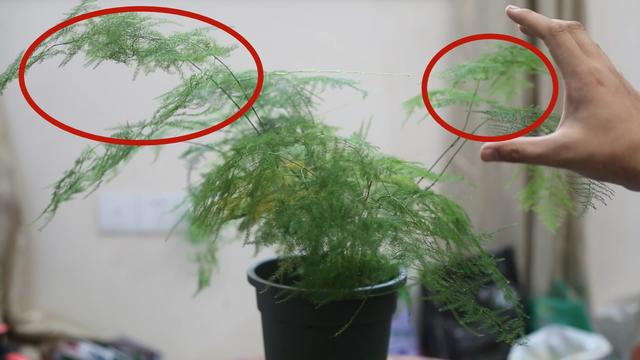 文竹怎么修剪 文竹怎么修剪(文竹的修剪方法和注意事项) 大数据