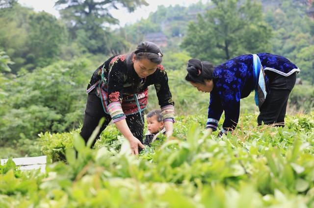 十个高收益种植项目，想赚钱的别错过，建议收藏9