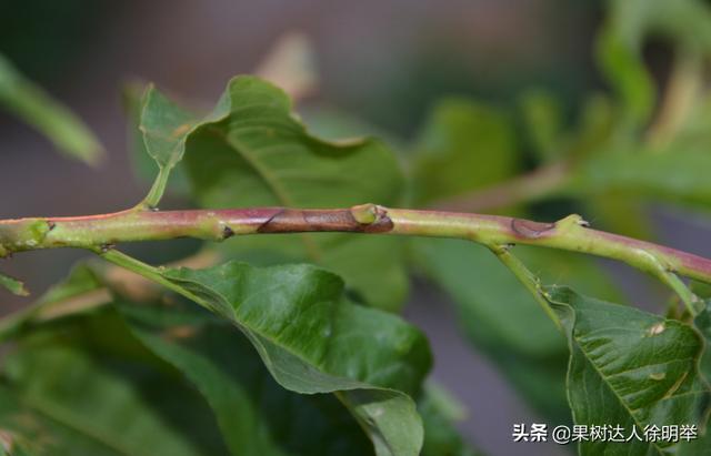 桃子在成熟时的有些地方烂果严重，什么原因，怎么解决呢4