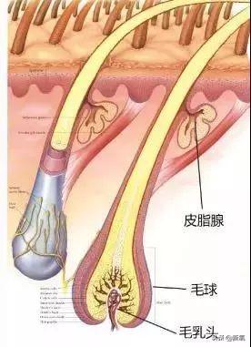 明星脸部毛周角化