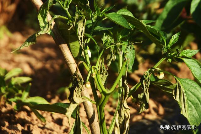 农民种植辣椒，喷农药发生药害，面对追责，看农资店老板怎样应对3