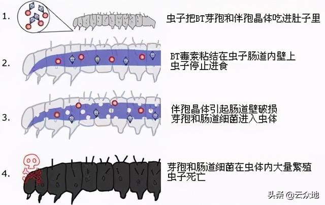 苏云金杆菌是一种安全性高、使用最大的生物农药，科学使用要求高