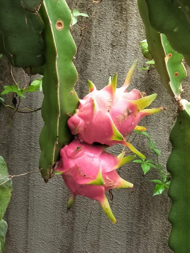 火龙果图片