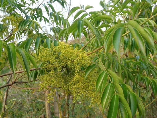 什么花有毒