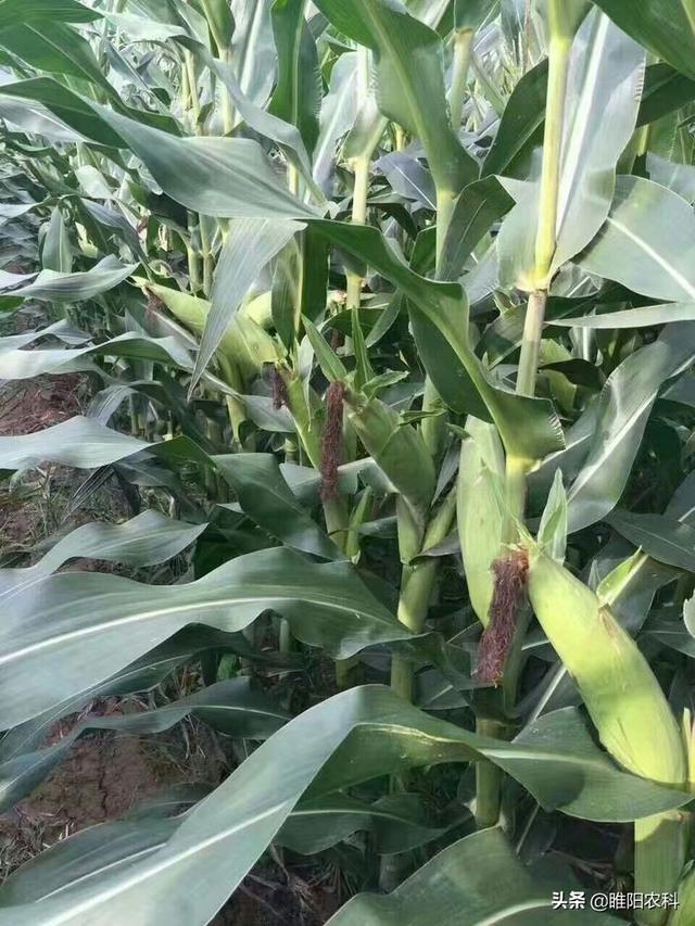 北京303这个玉米品种被称为铁杆玉米高产裕丰303全国统一零售价